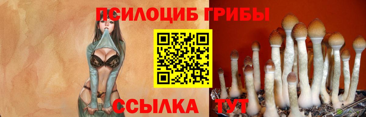 Псилоцибиновые грибы Cubensis Рассказово